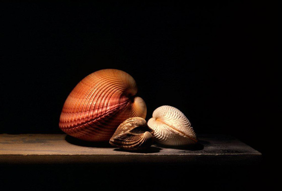 Shell Collection, No.59