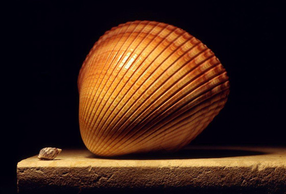 Shell Collection, No.129